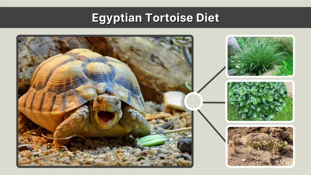 Egyptian Tortoise Diet