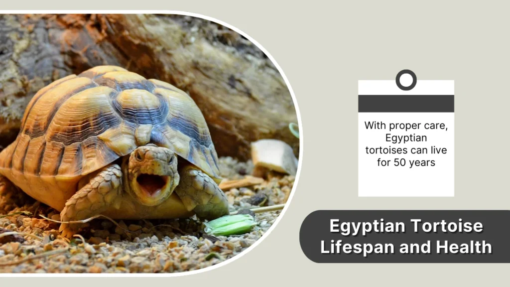 Egyptian Tortoise Lifespan and Health