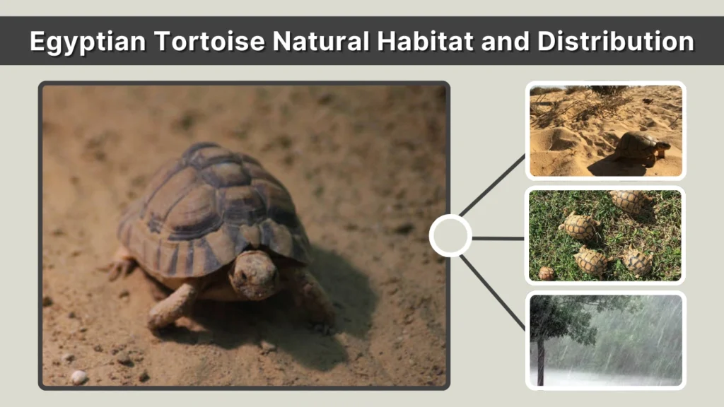Egyptian Tortoise Natural Habitat and Distribution
