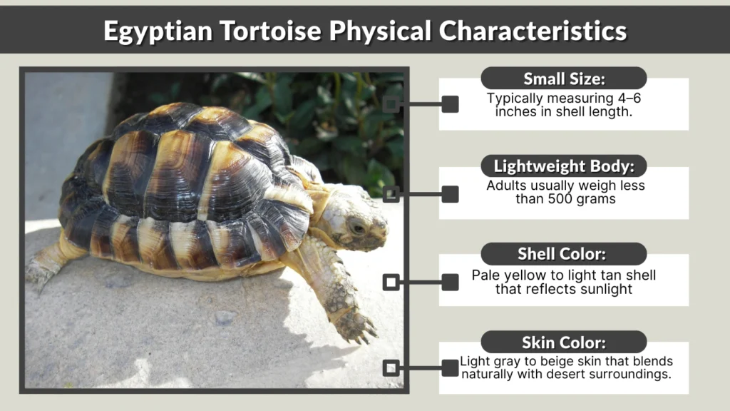 Egyptian Tortoise Physical Characteristics