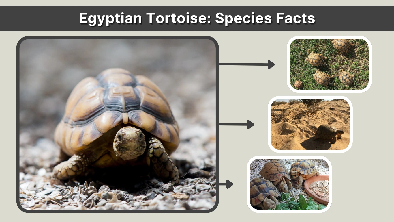 Egyptian Tortoise Species Facts, Habitat, and Care Guide