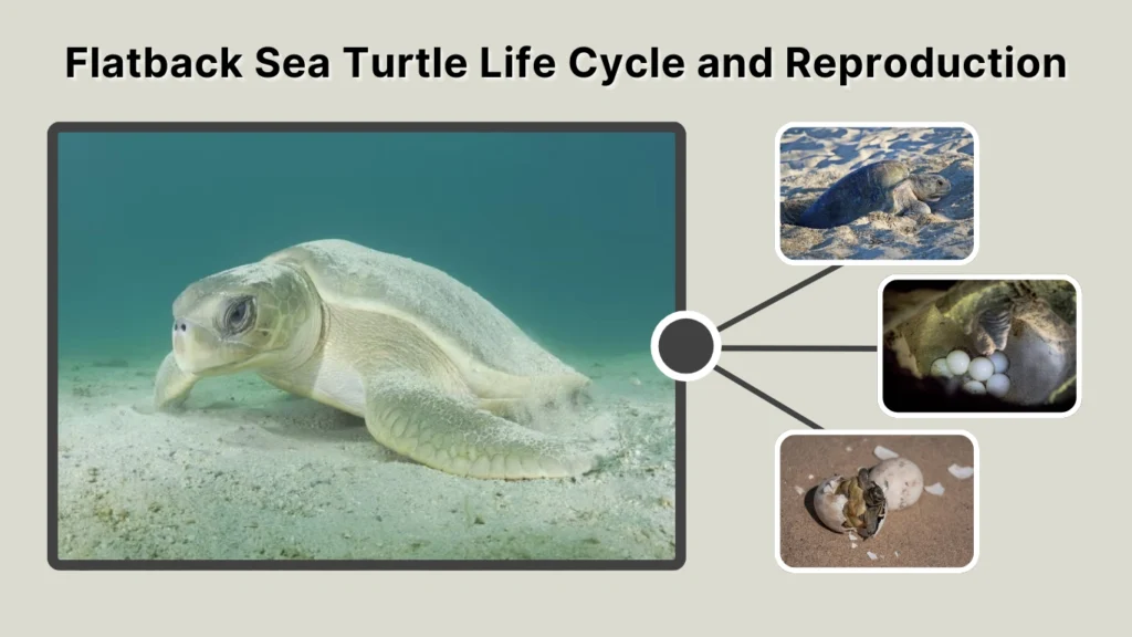 Flatback Sea Turtle Life Cycle and Reproduction