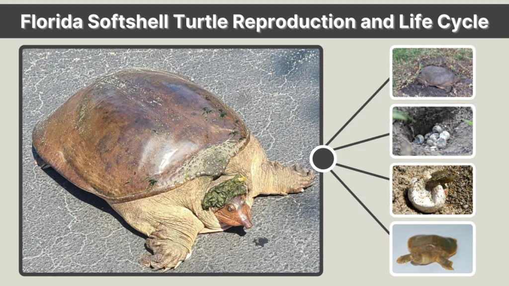Florida Softshell Turtle Reproduction and Life Cycle