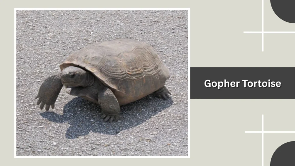 Gopher Tortoise