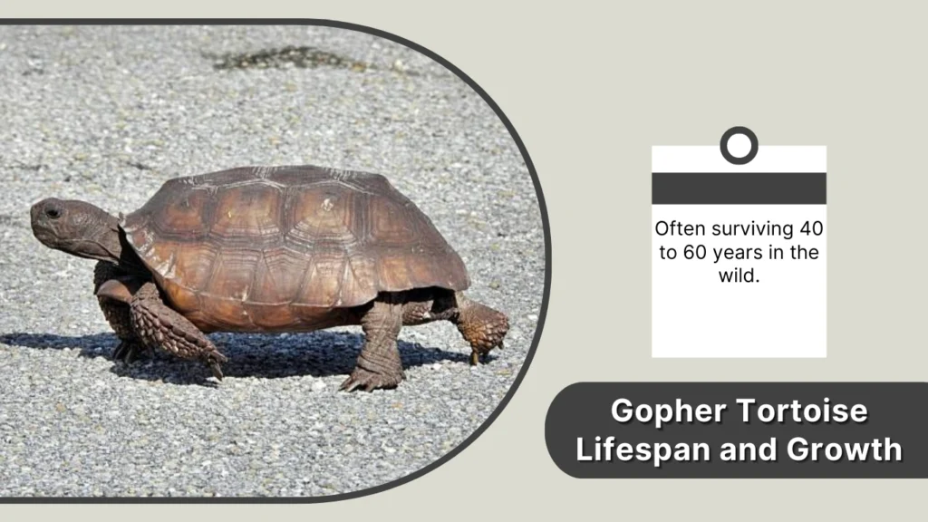 Gopher Tortoise Lifespan and Growth