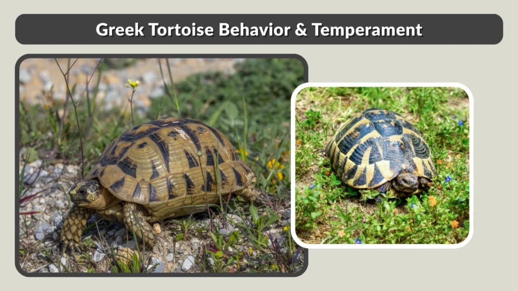 Greek Tortoise Behavior & Temperament