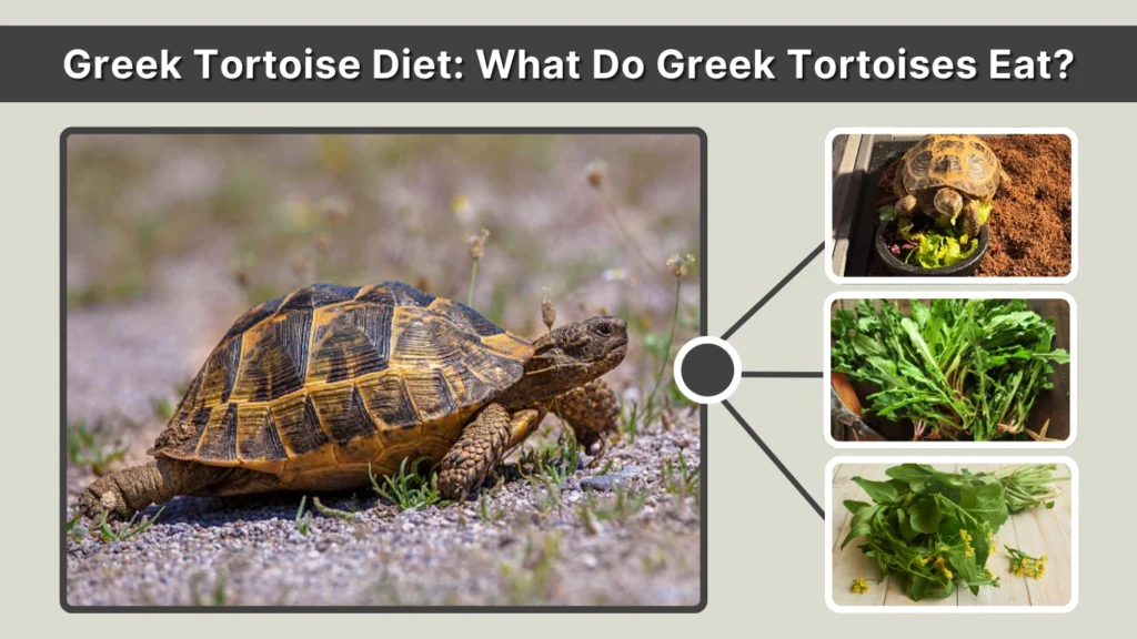 Greek Tortoise Diet What Do Greek Tortoises Eat