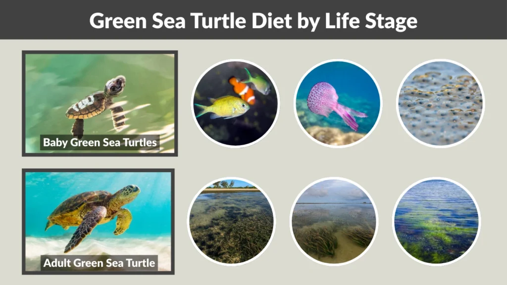Green Sea Turtle Diet by Life Stage