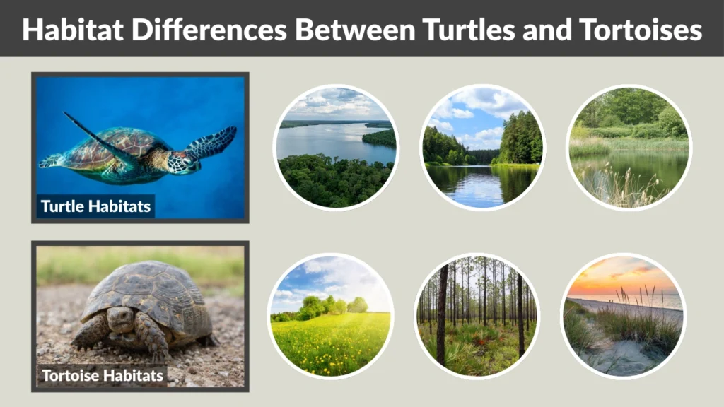 Habitat Differences Between Turtles and Tortoises