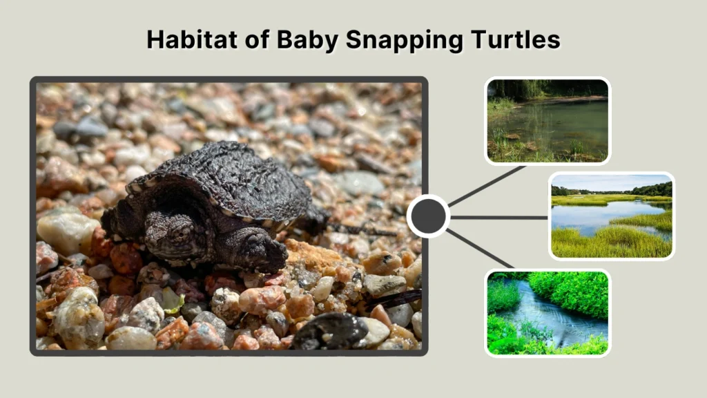 Habitat of Baby Snapping Turtles
