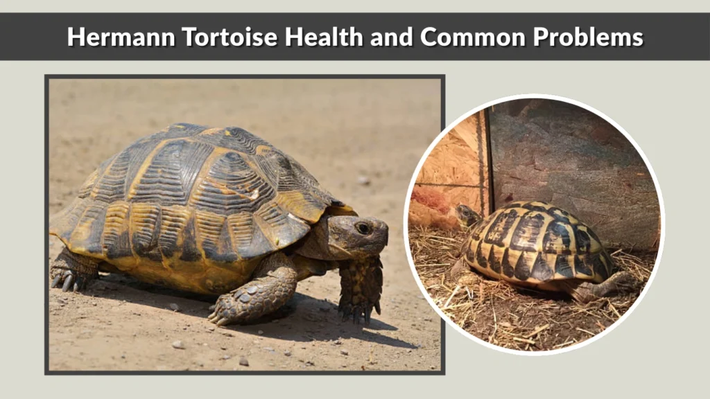 Hermann Tortoise Health and Common Problems