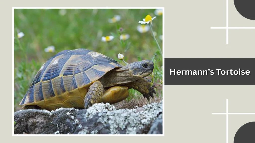 Hermann’s Tortoise