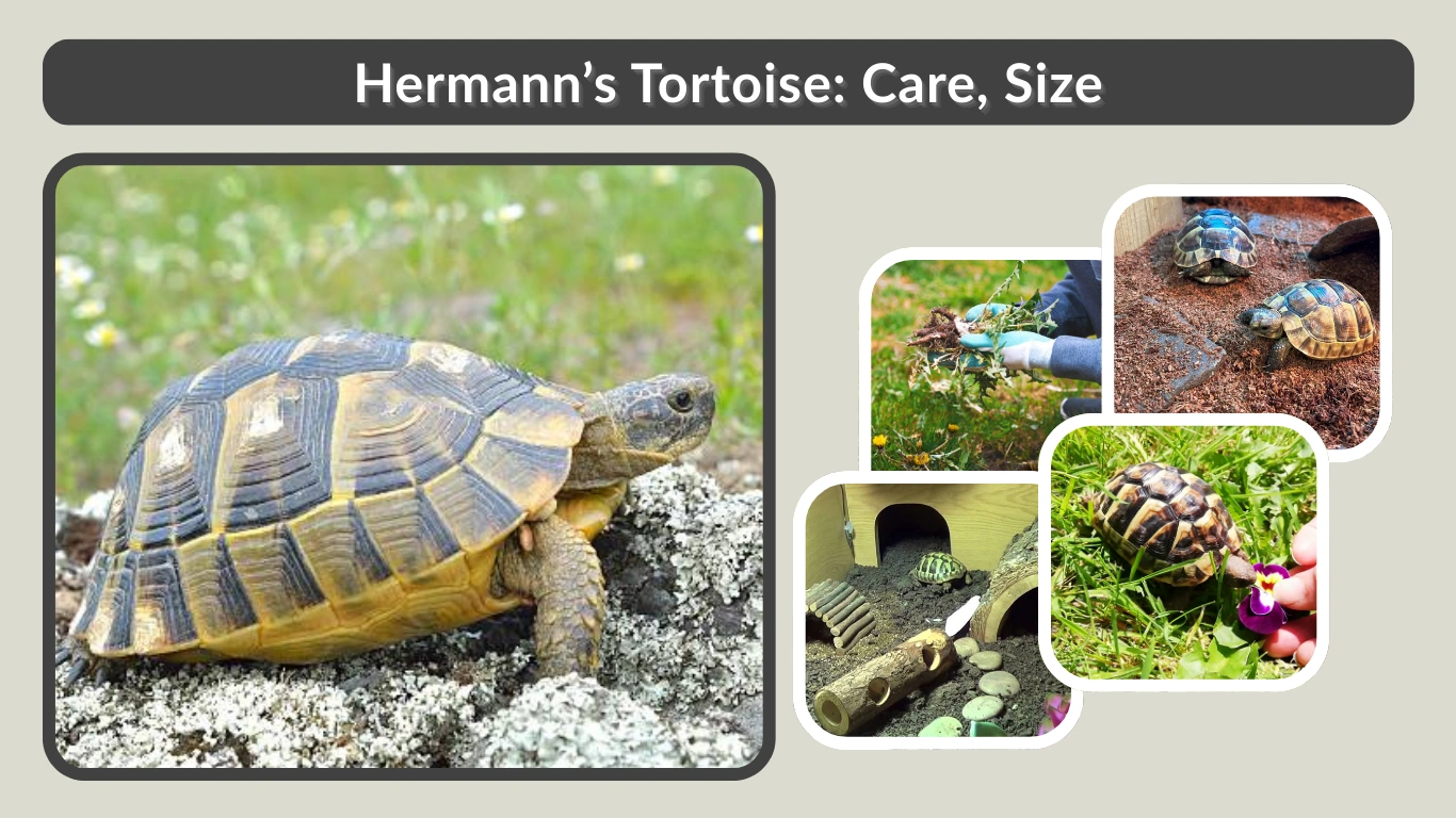Hermann’s Tortoise Care, Size, Diet, Lifespan, and Facts