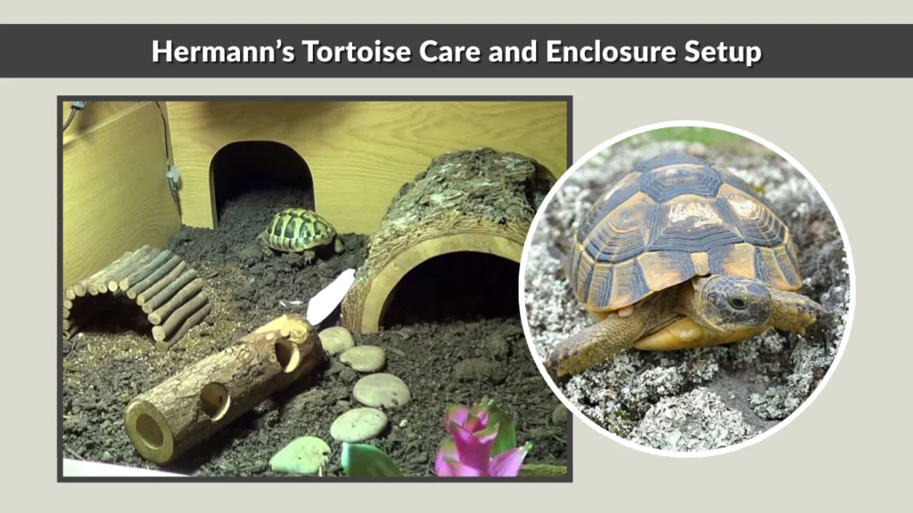 Hermann’s Tortoise Care and Enclosure Setup