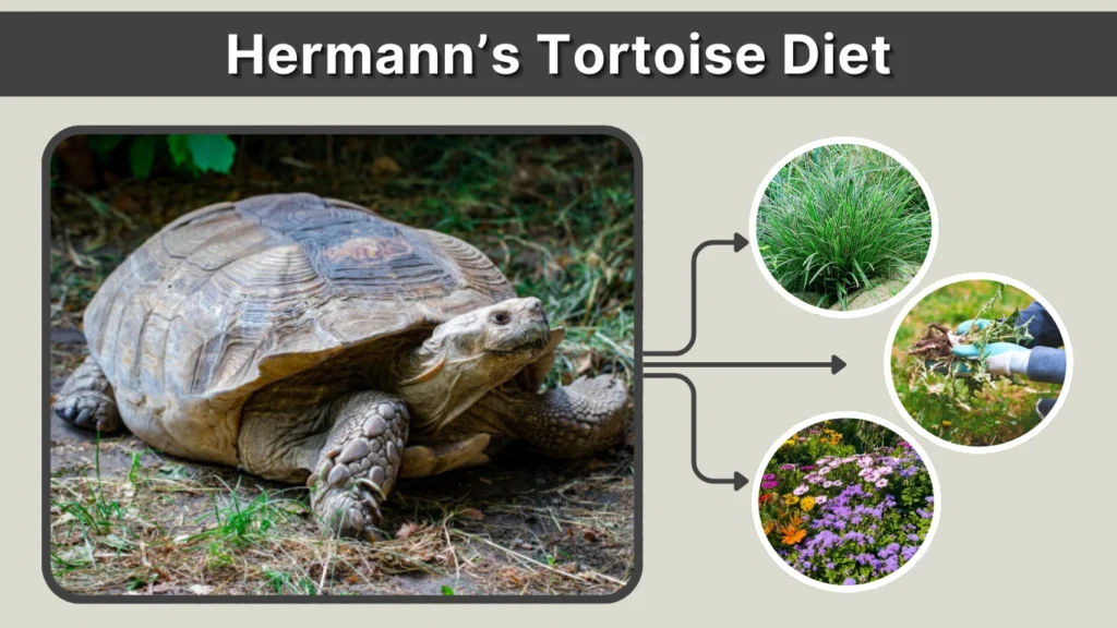 Hermann’s Tortoise Diet