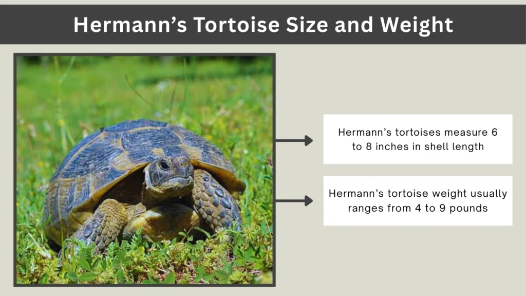 Hermann’s Tortoise Size and Weight