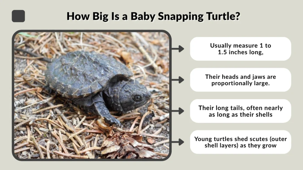 How Big Is a Baby Snapping Turtle
