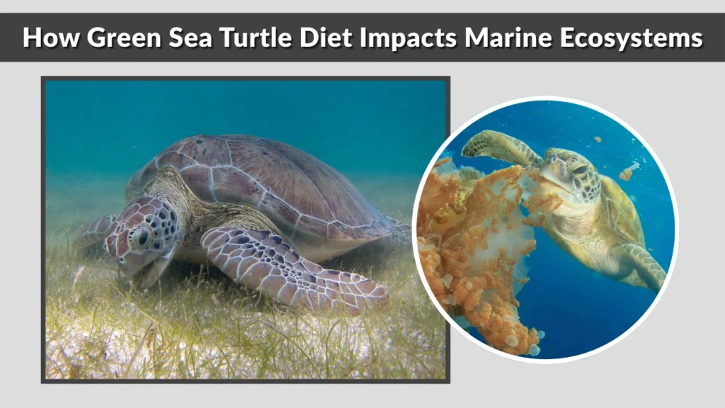 How Green Sea Turtle Diet Impacts Marine Ecosystems