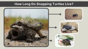 How Long Do Snapping Turtles Live Lifespan Explained