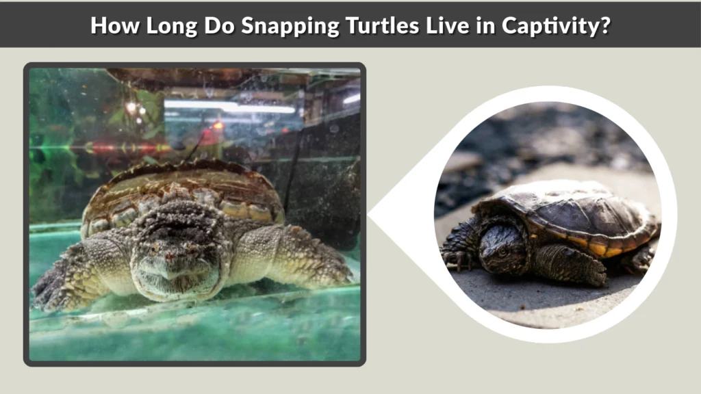 How Long Do Snapping Turtles Live in Captivity
