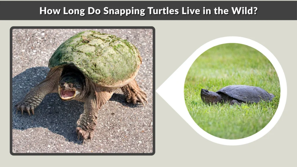 How Long Do Snapping Turtles Live in the Wild