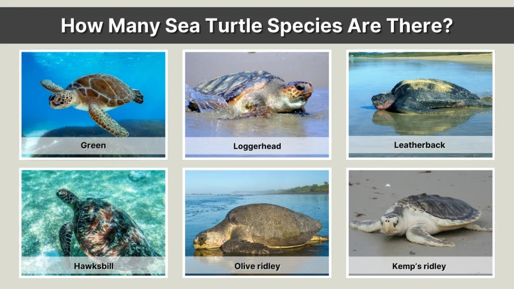How Many Sea Turtle Species Are There