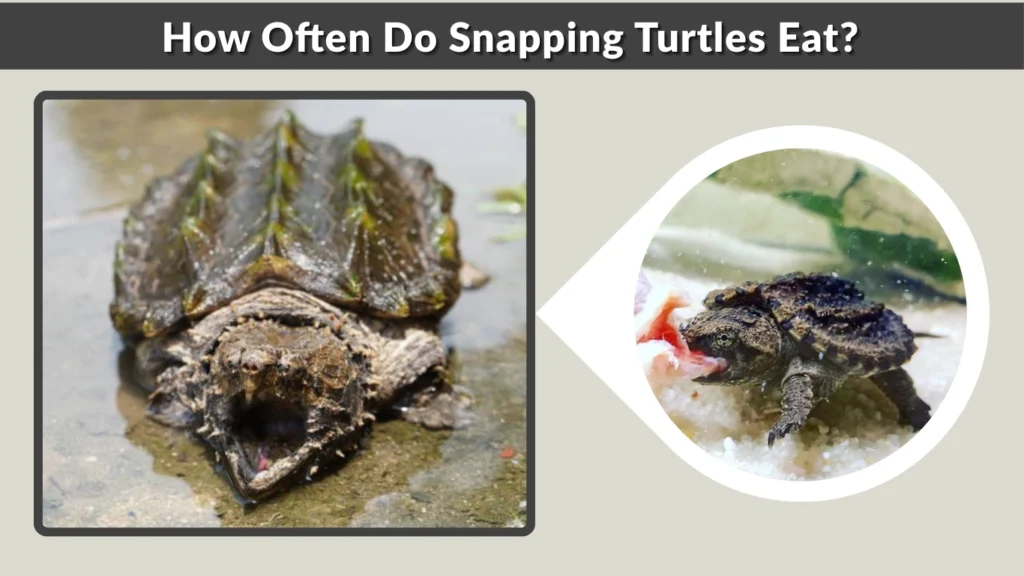 How Often Do Snapping Turtles Eat