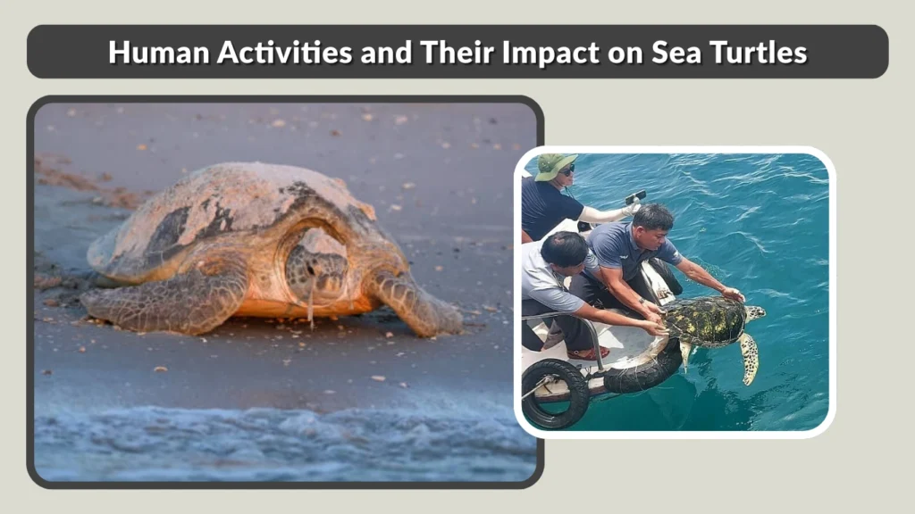 Human Activities and Their Impact on Sea Turtles
