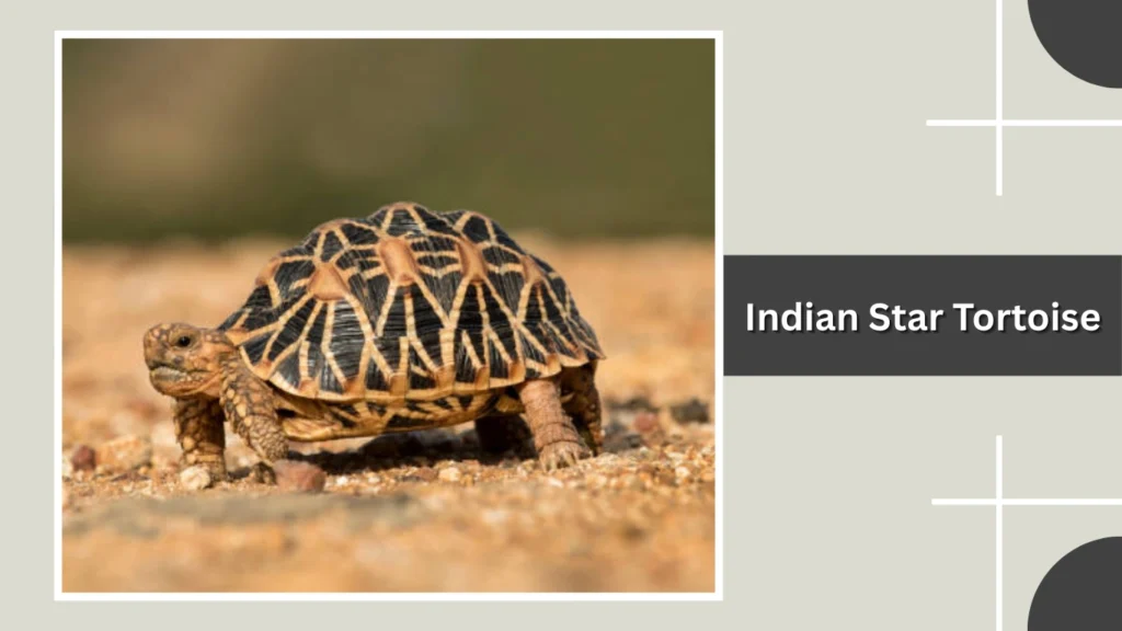 Indian Star Tortoise