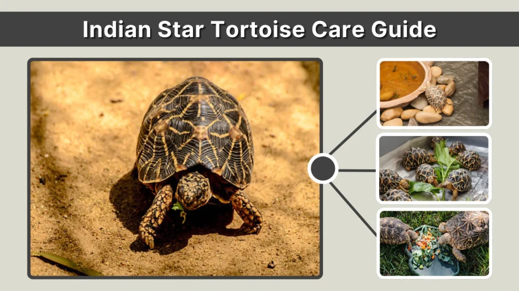 Indian Star Tortoise Care Guide