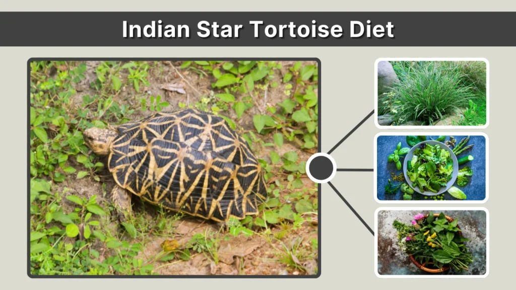 Indian Star Tortoise Diet