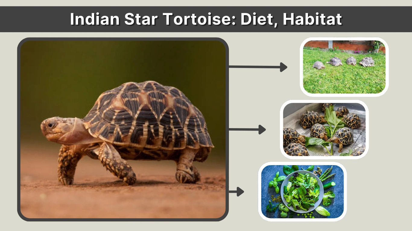 Indian Star Tortoise Diet, Habitat, Facts & Lifespan Guide