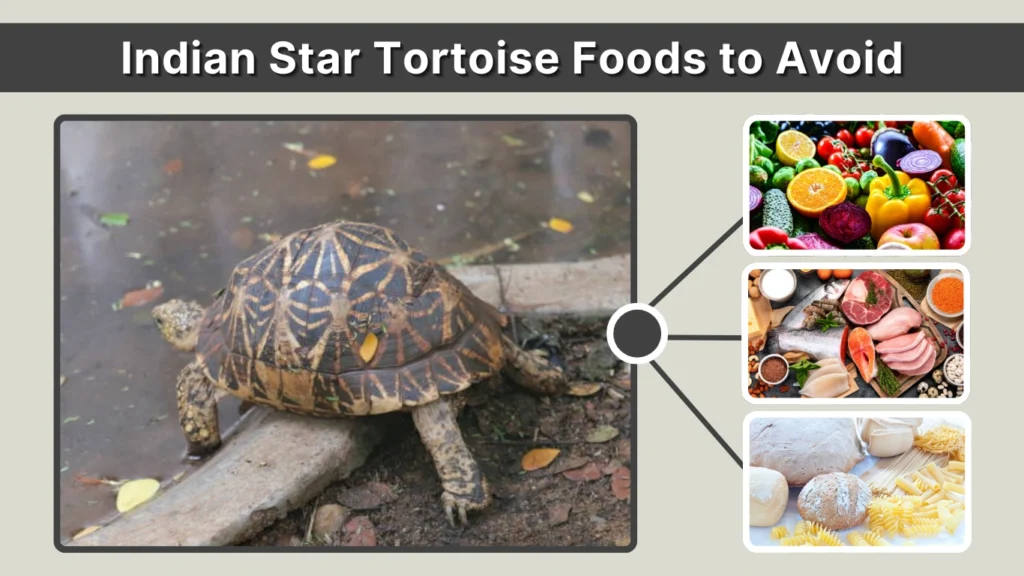 Indian Star Tortoise Foods to Avoid