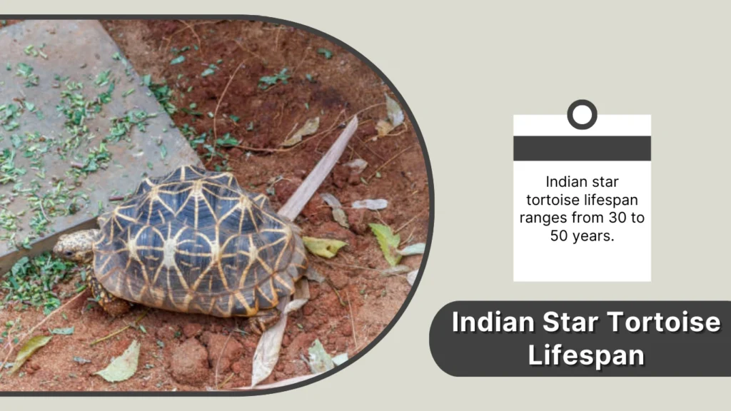 Indian Star Tortoise Lifespan