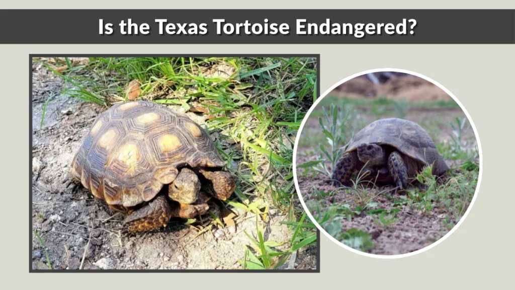 Is the Texas Tortoise Endangered