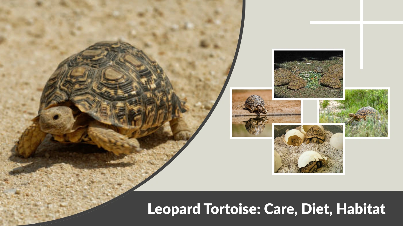 Leopard Tortoise Care, Diet, Habitat, and Lifespan Guide