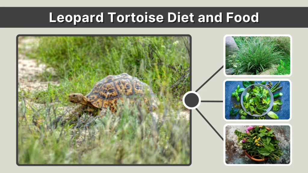 Leopard Tortoise Diet and Food
