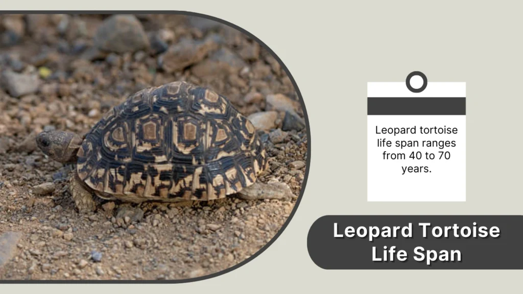 Leopard Tortoise Life Span