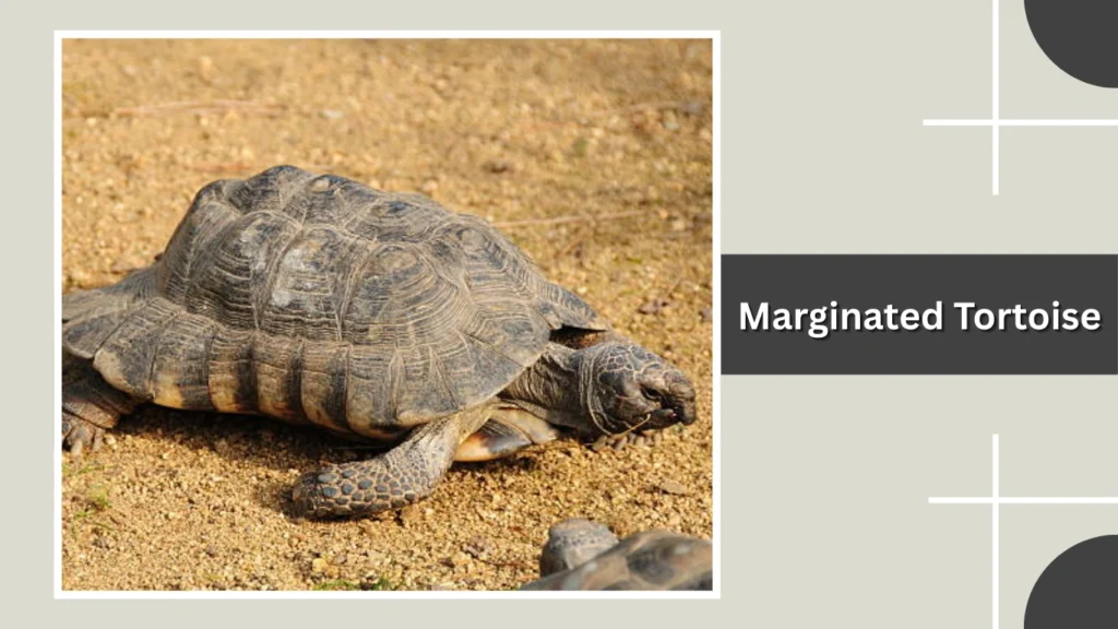 Marginated Tortoise