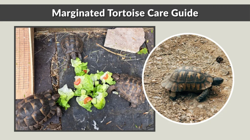 Marginated Tortoise Care Guide