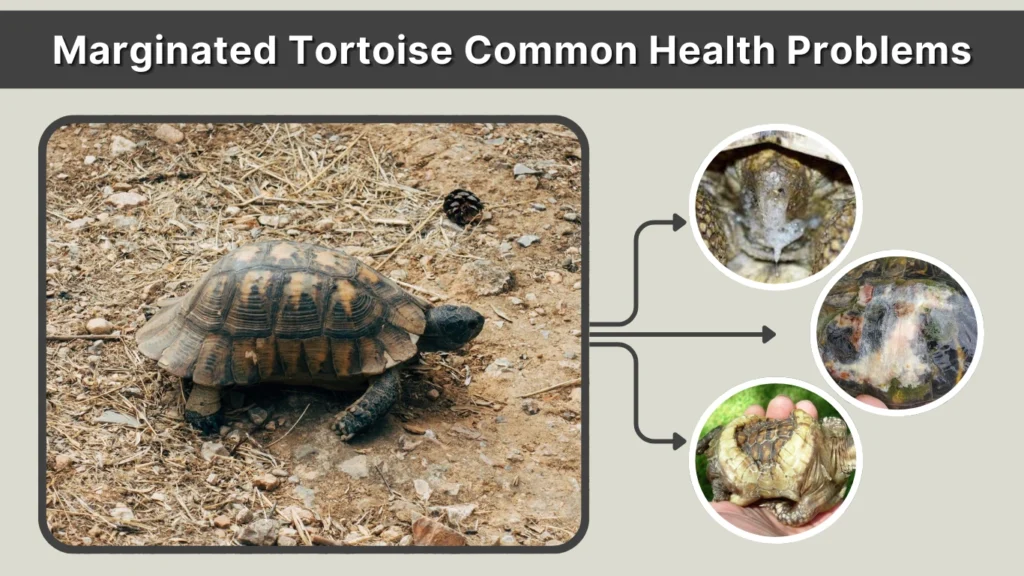 Marginated Tortoise Common Health Problems
