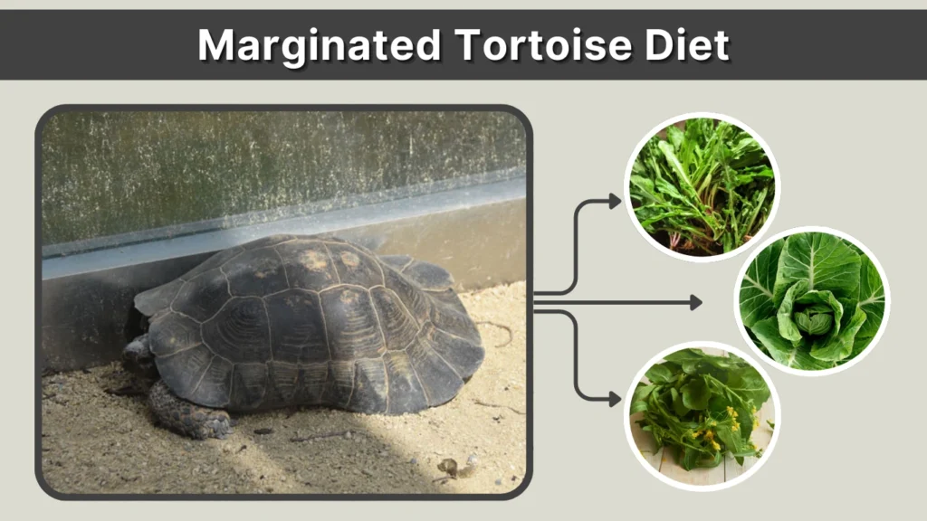 Marginated Tortoise Diet
