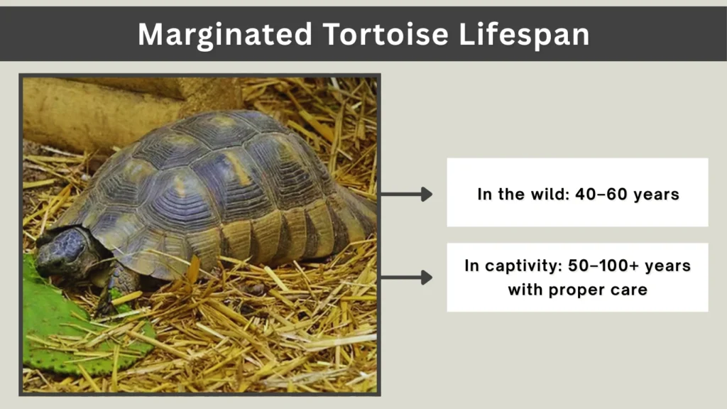 Marginated Tortoise Lifespan