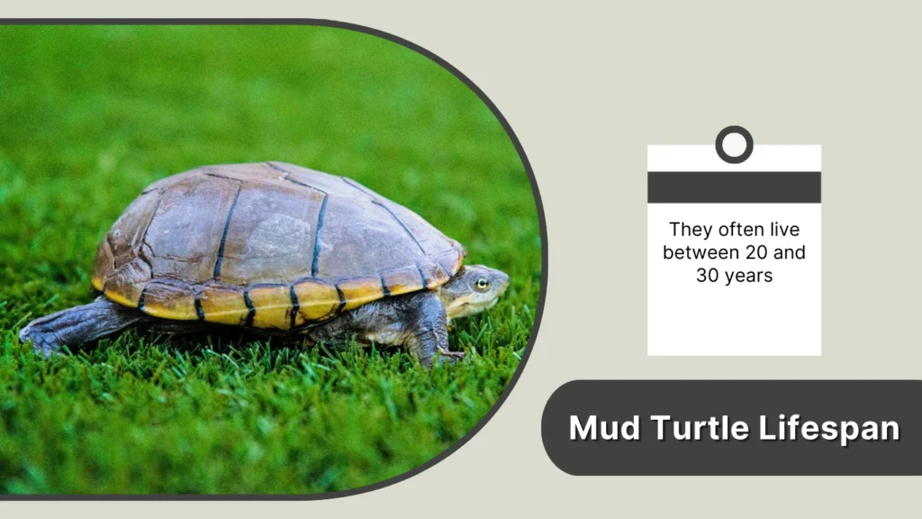 Mud Turtle Lifespan