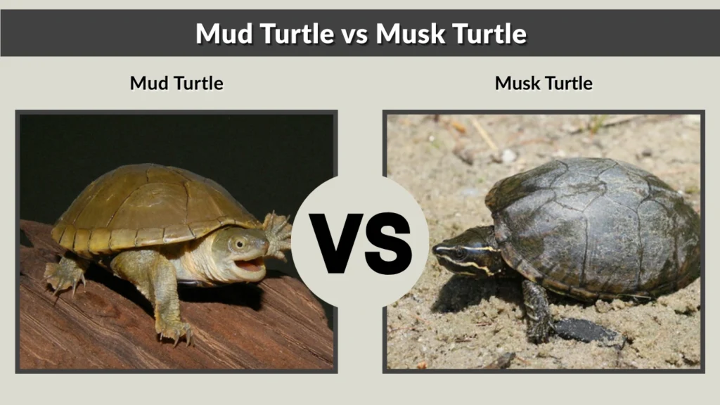 Mud Turtle vs Musk Turtle