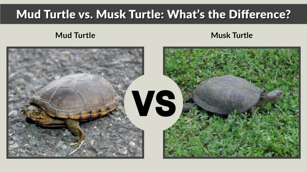 Mud Turtle vs. Musk Turtle What’s the Difference