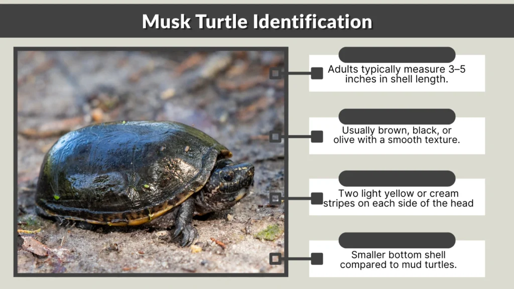 Musk Turtle Identification