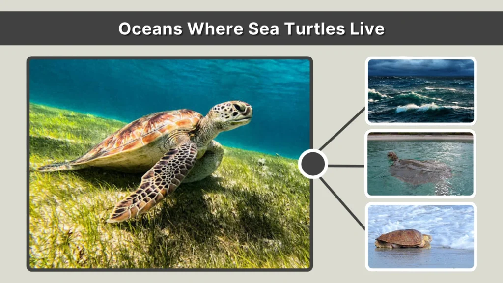 Oceans Where Sea Turtles Live