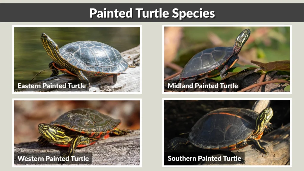 Painted Turtle Species