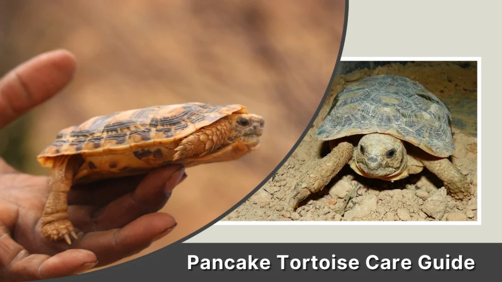 Pancake Tortoise Care Guide
